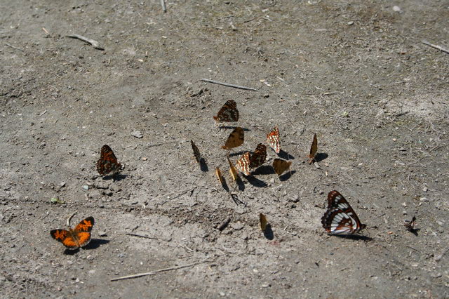 Butterfly Convention